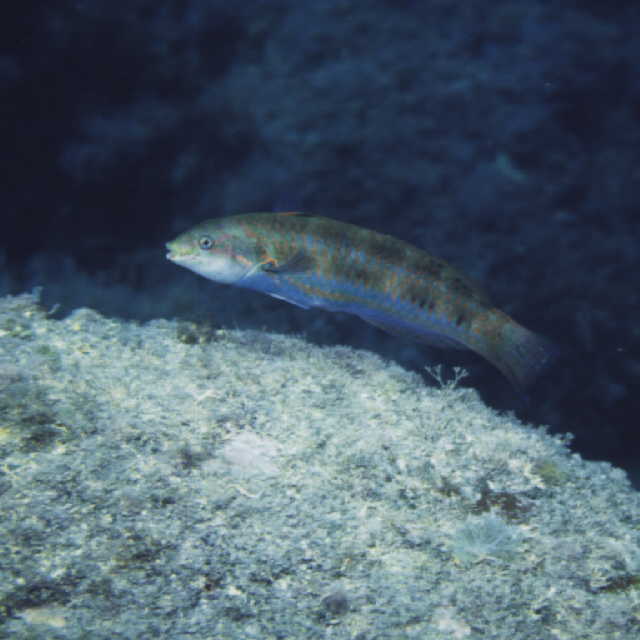 Thalassoma cupido